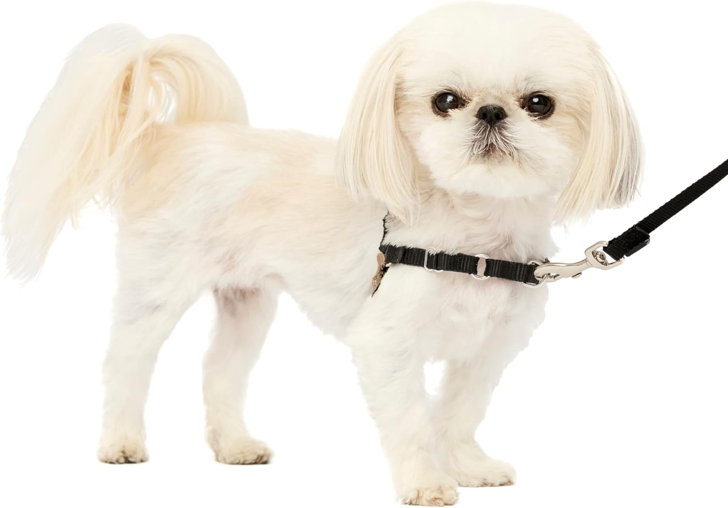 PetSafe Easy Walk Dog Harness, Large