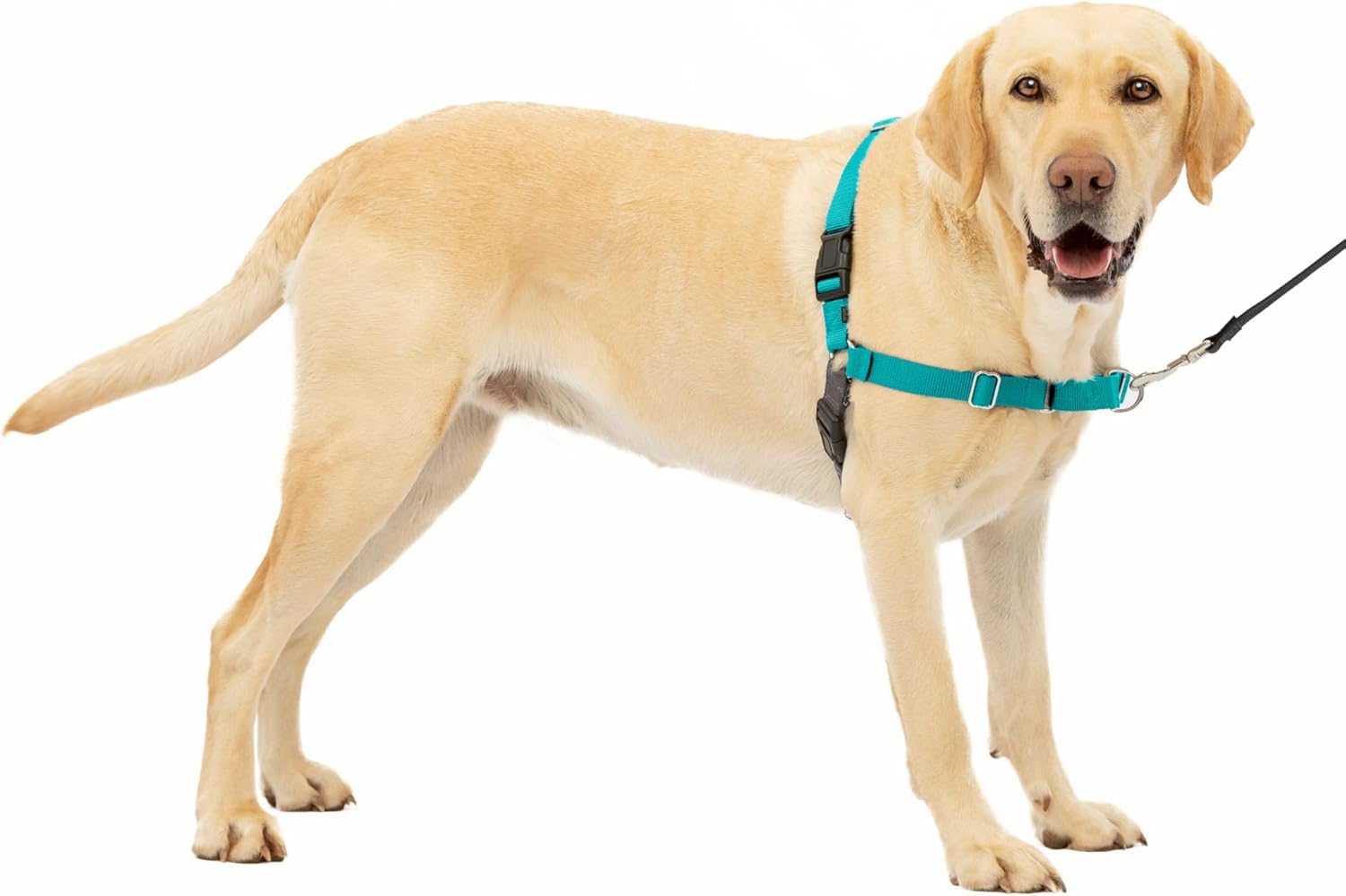 PetSafe Easy Walk Dog Harness, Large