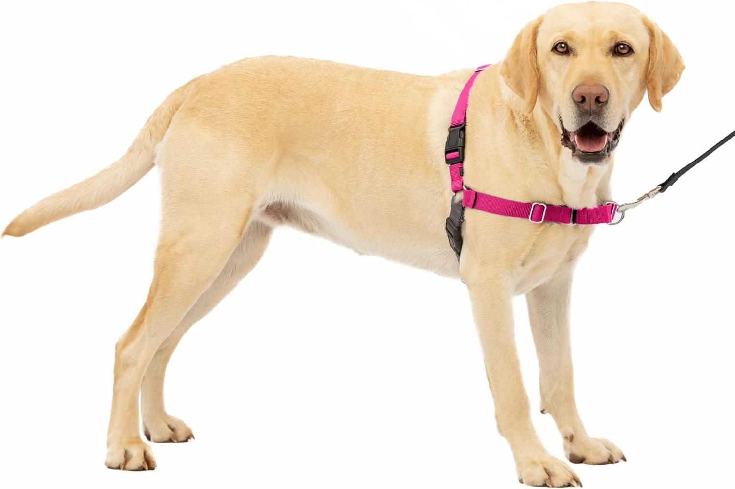 PetSafe Easy Walk Dog Harness, Large