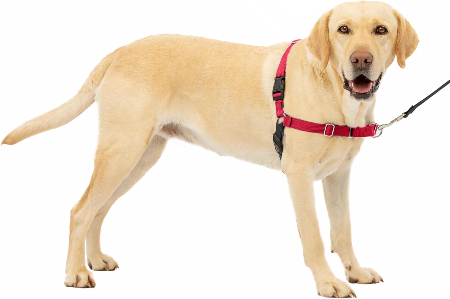 PetSafe Easy Walk Dog Harness, Large