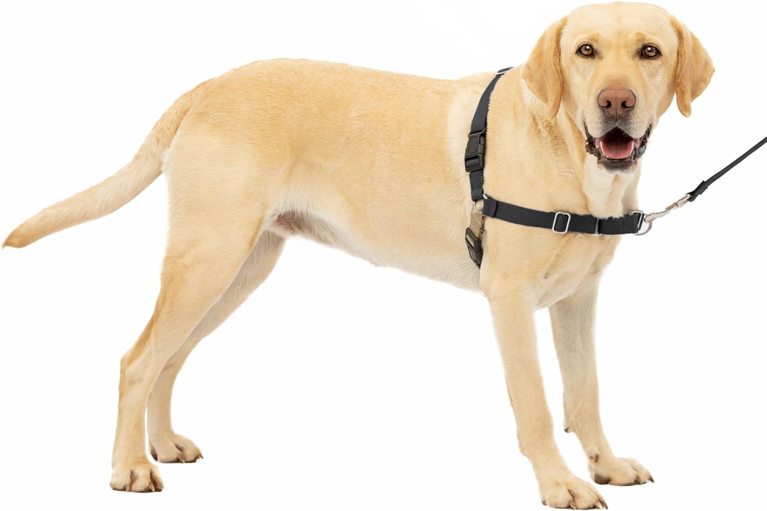 PetSafe Easy Walk Dog Harness, Large