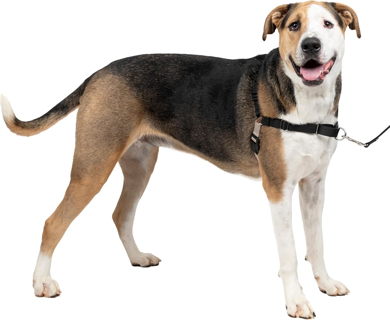 PetSafe Easy Walk Dog Harness, Large