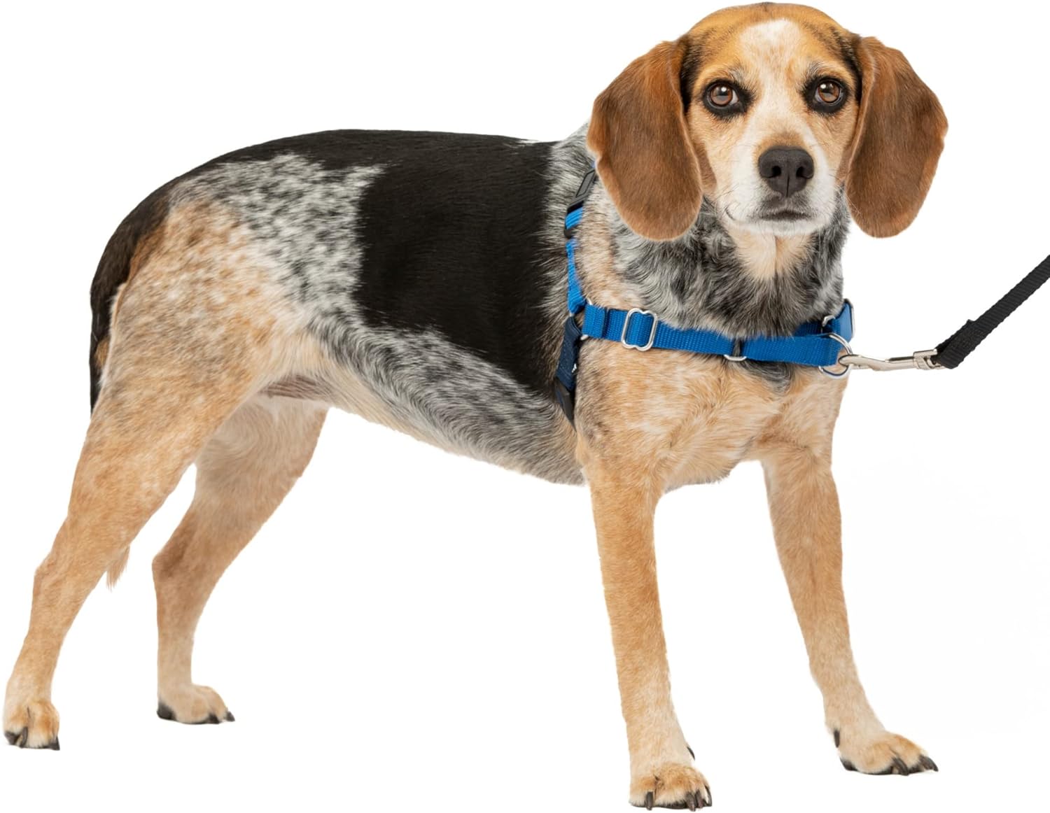 PetSafe Easy Walk Dog Harness, Large