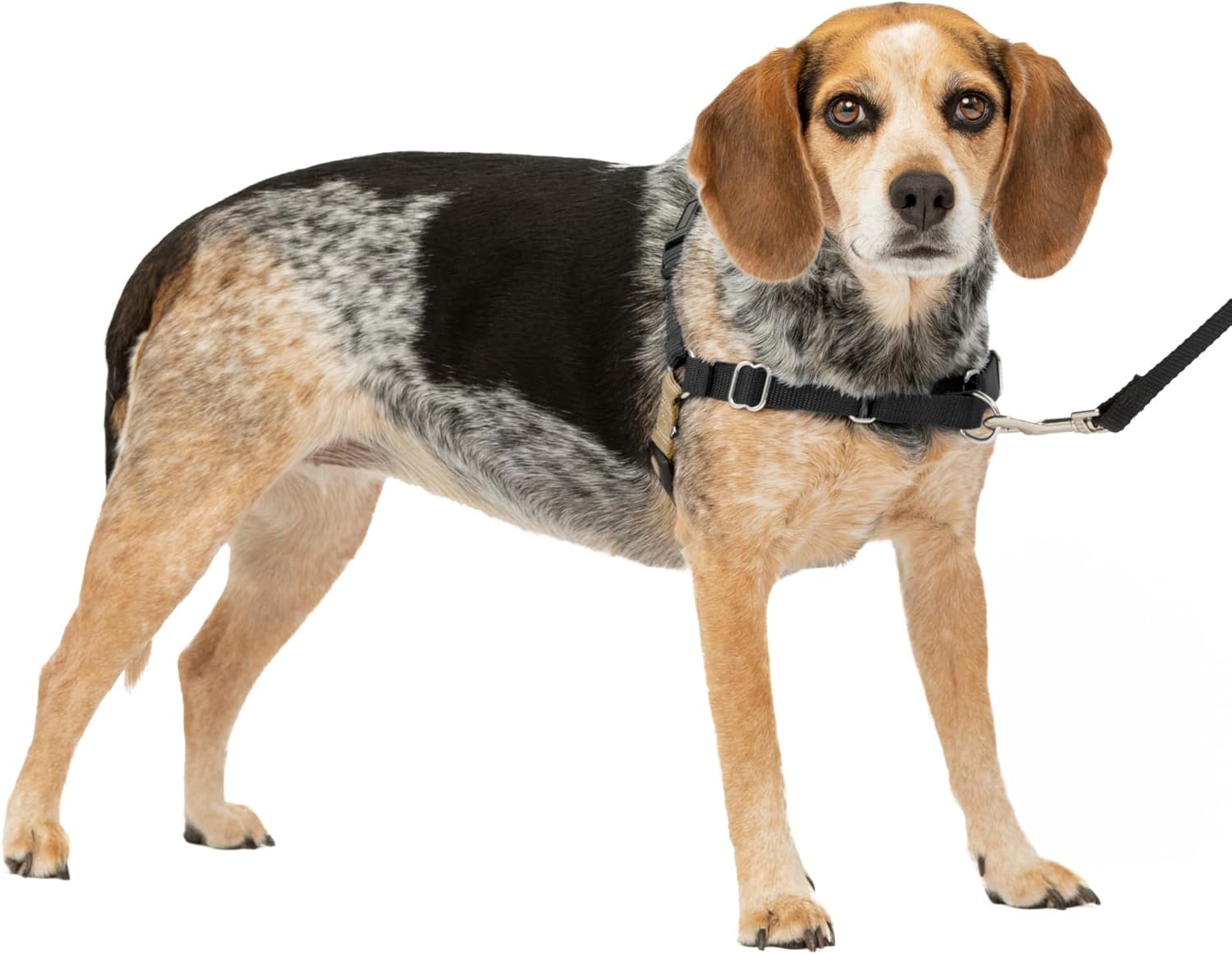 PetSafe Easy Walk Dog Harness, Large