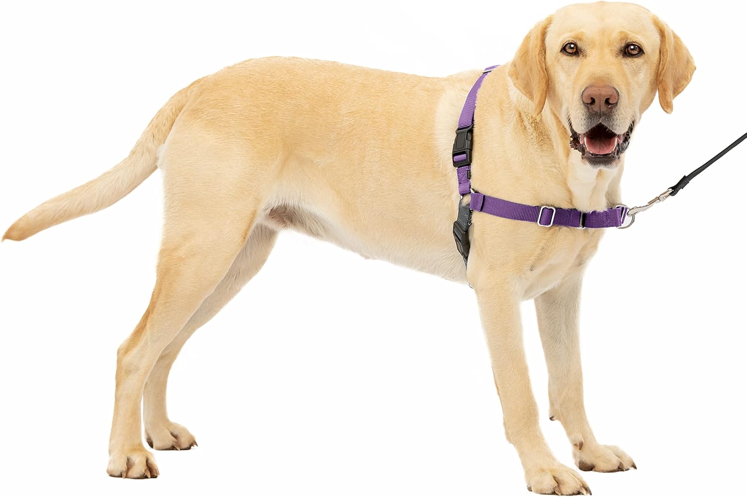 PetSafe Easy Walk Dog Harness, Large