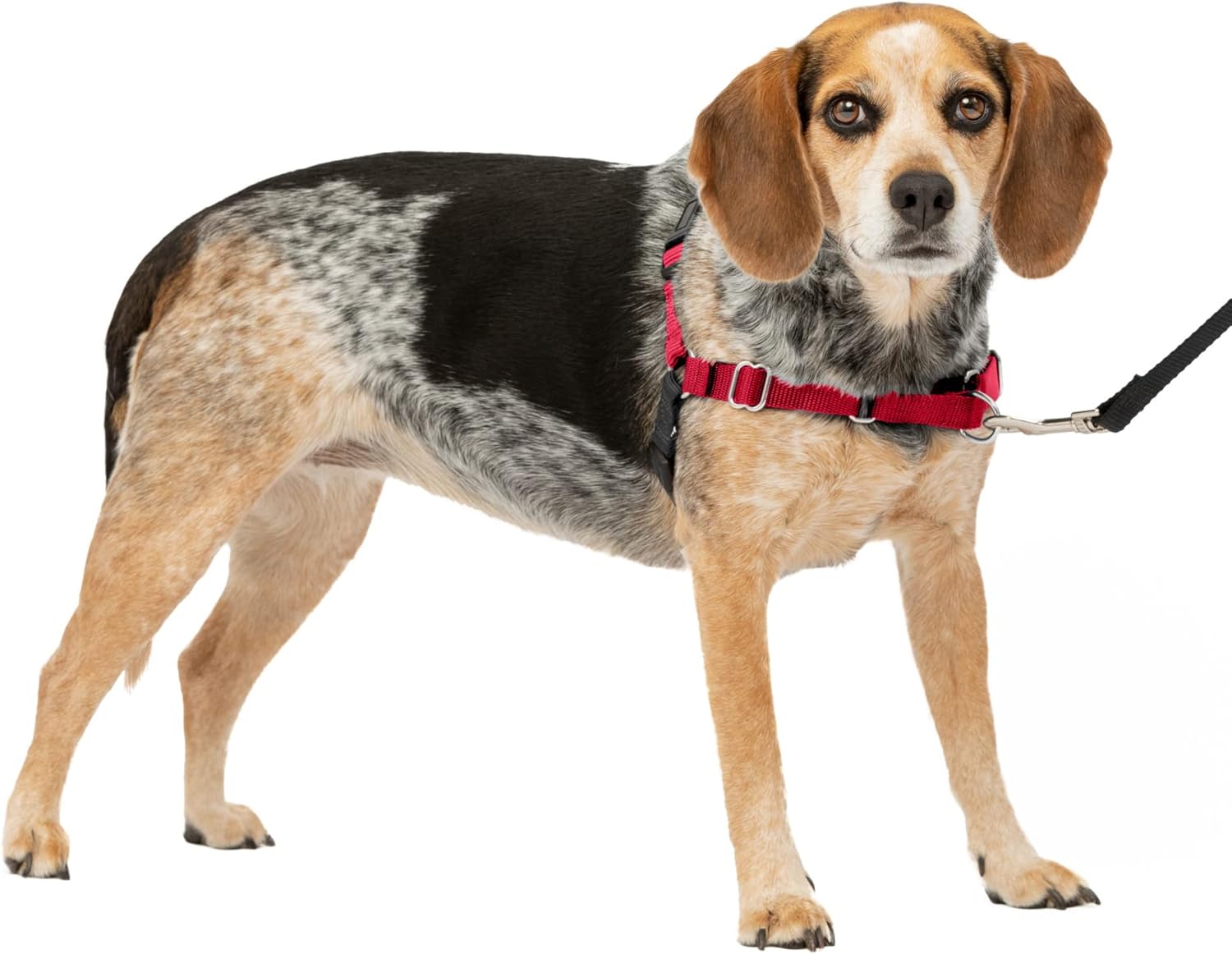 PetSafe Easy Walk Dog Harness, Large