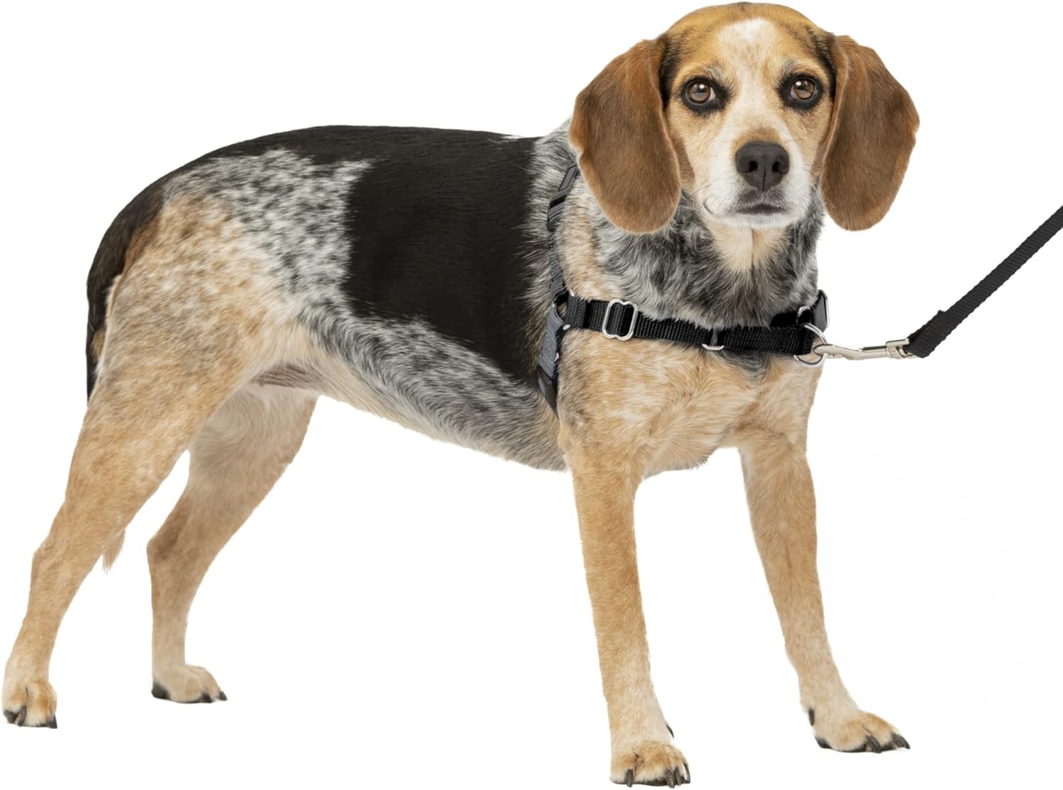 PetSafe Easy Walk Dog Harness, Large