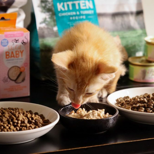 Best Kitten Foods of 2025 — Top Choices for Healthy Growth