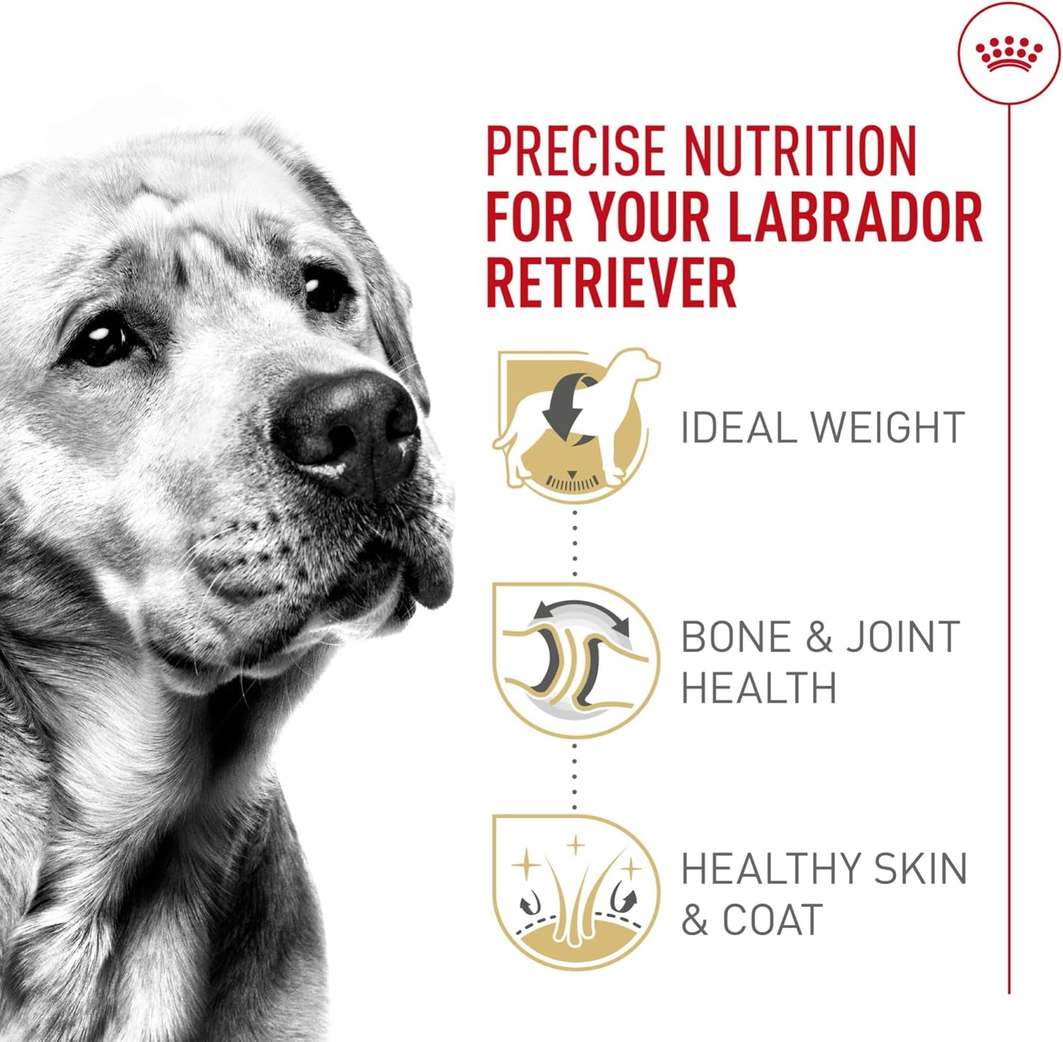 Royal Canin Breed Health Nutrition Labrador Retriever Adult Dry Dog Food, 30-lb