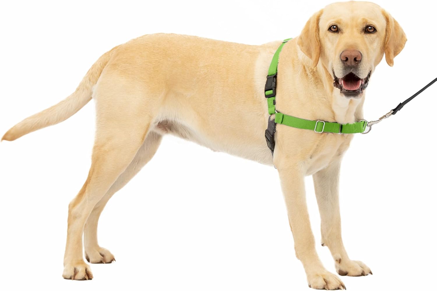 PetSafe Easy Walk Dog Harness, Large