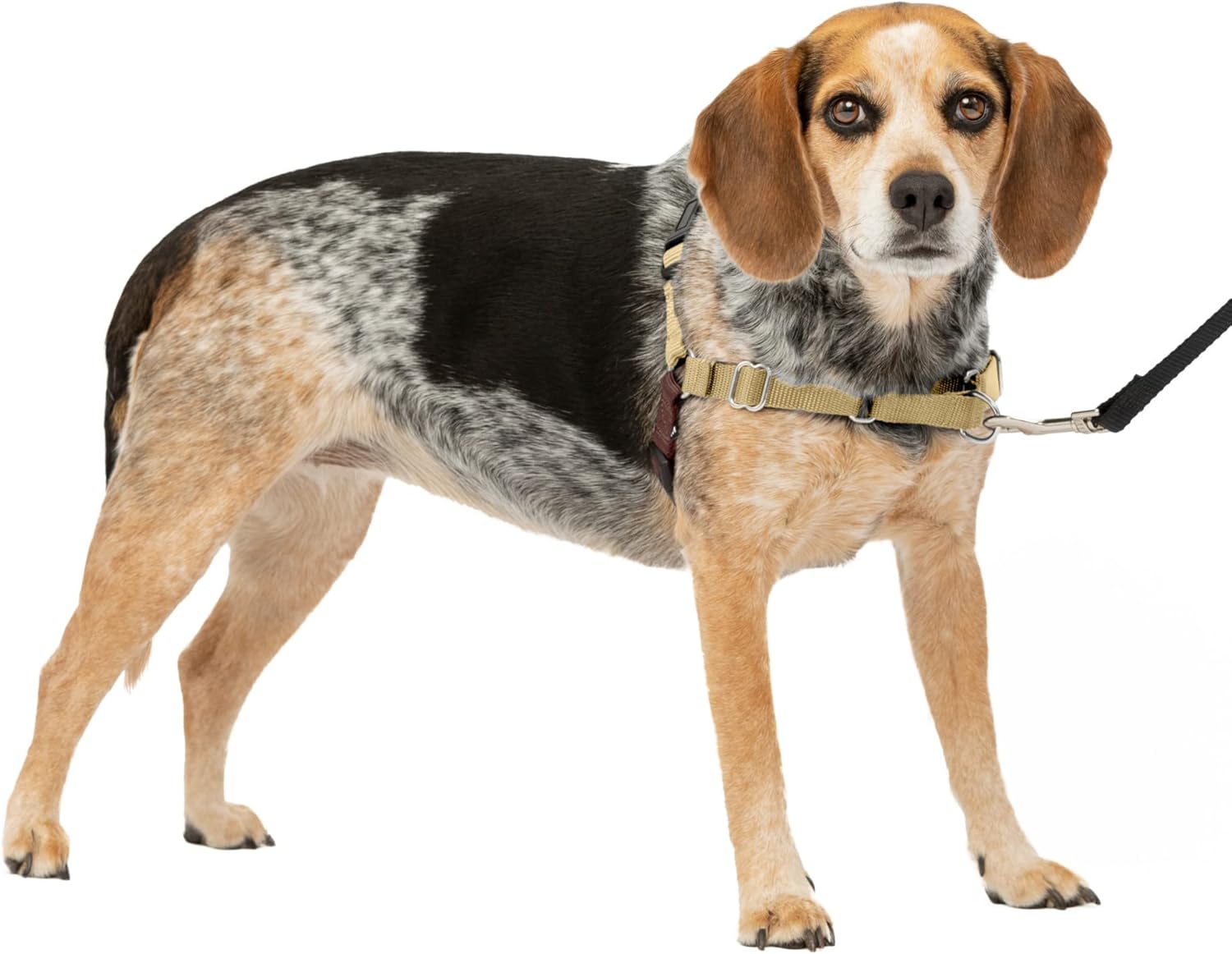 PetSafe Easy Walk Dog Harness, Large