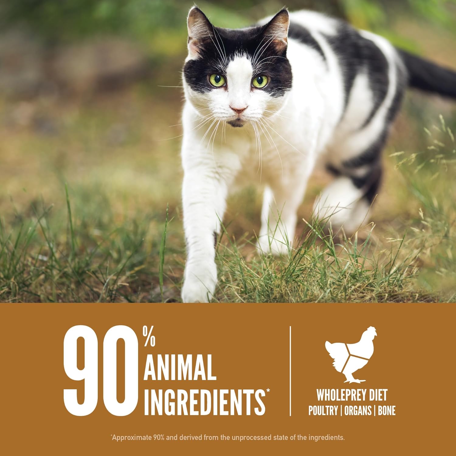 Grain Free High Protein Premium Dry Cat Food Original Recipe 12Lb Bag