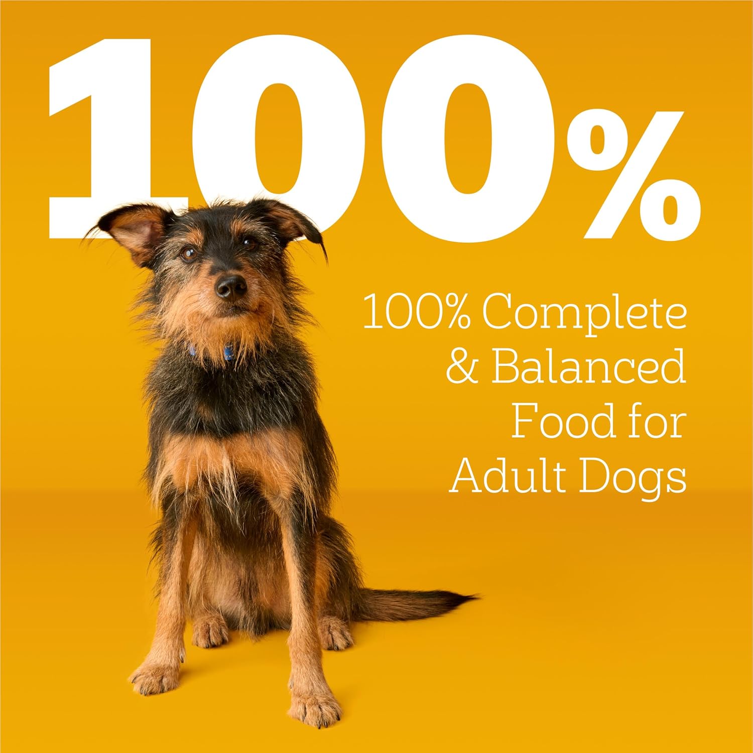2Pack Complete Nutrition Adult Dry Dog Food, Roasted Chicken & Vegetable Flavor, 18 Lb